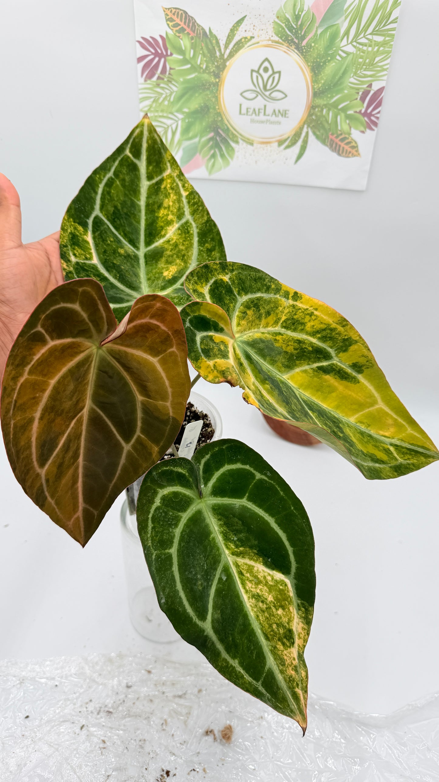 Anthurium Red crystallinum x Crystallinum Variegated huge