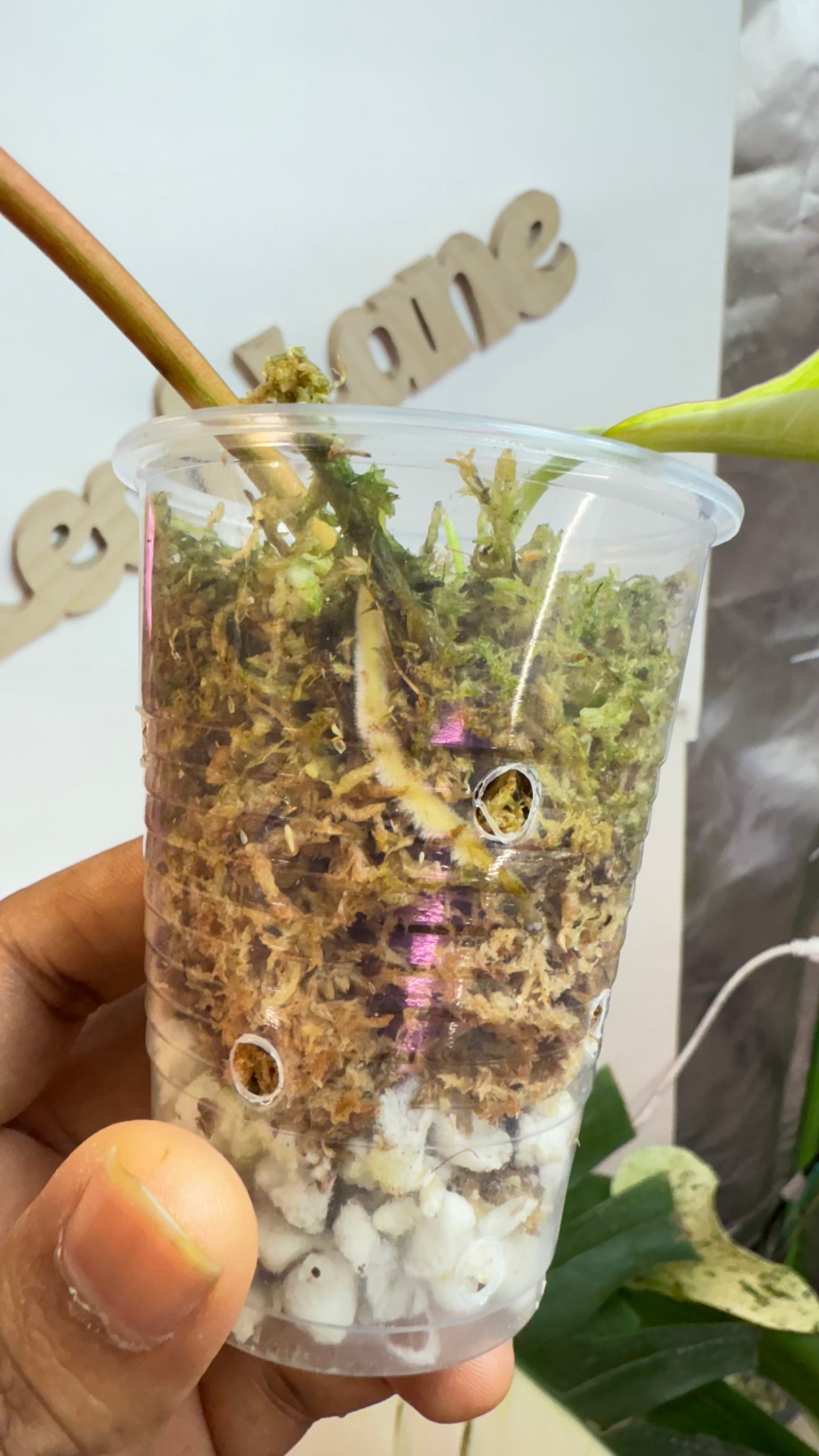 Philodendron Joepii Variegated