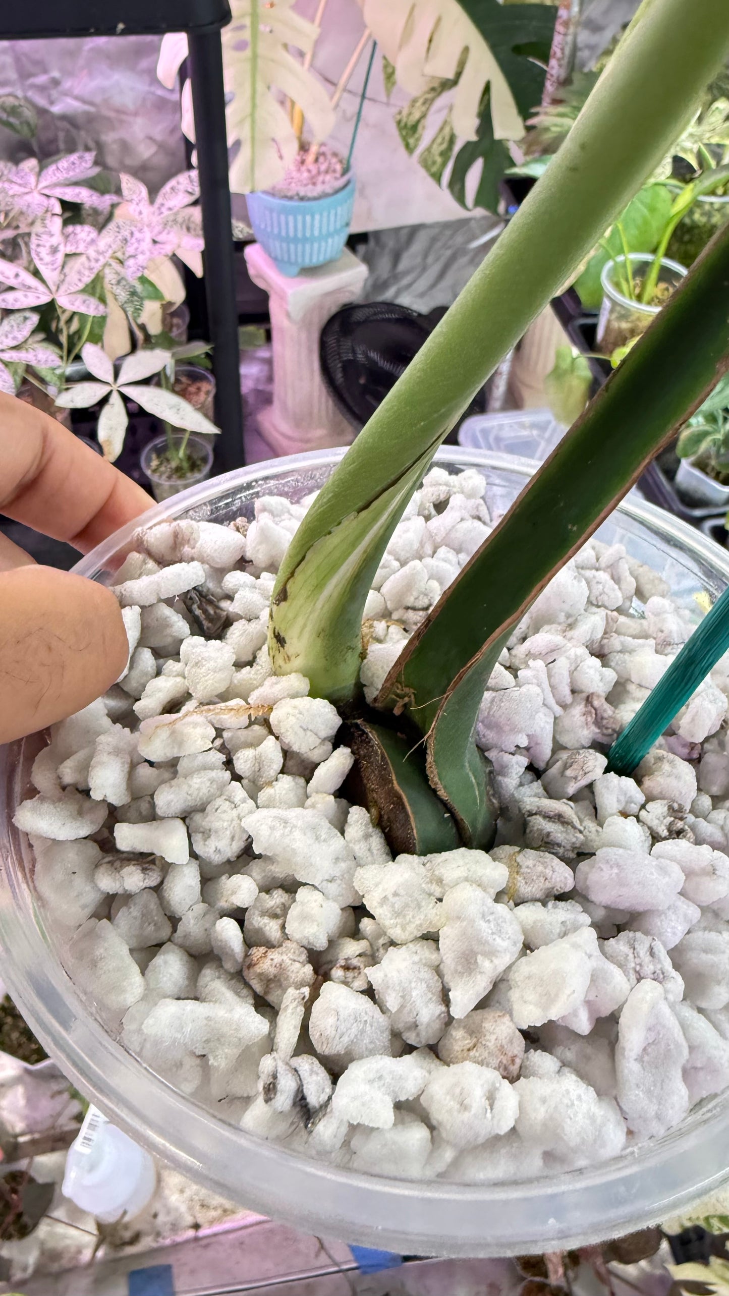 Monstera Devil 🌿 Working on 4 th leaf🌿