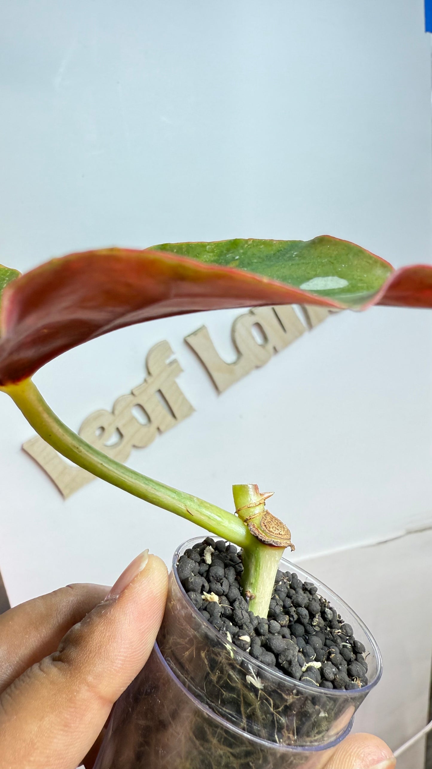 Begonia Maculata Pink Variegated butt