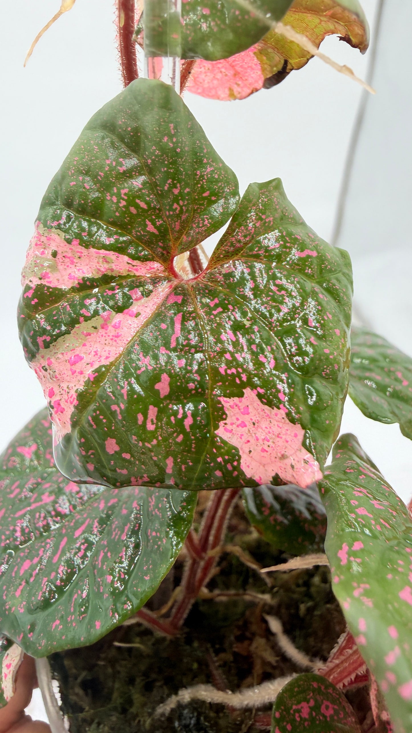 Piper Pink Sp Nabire Papua Variegated - 2 plants in pot - Exact Plant