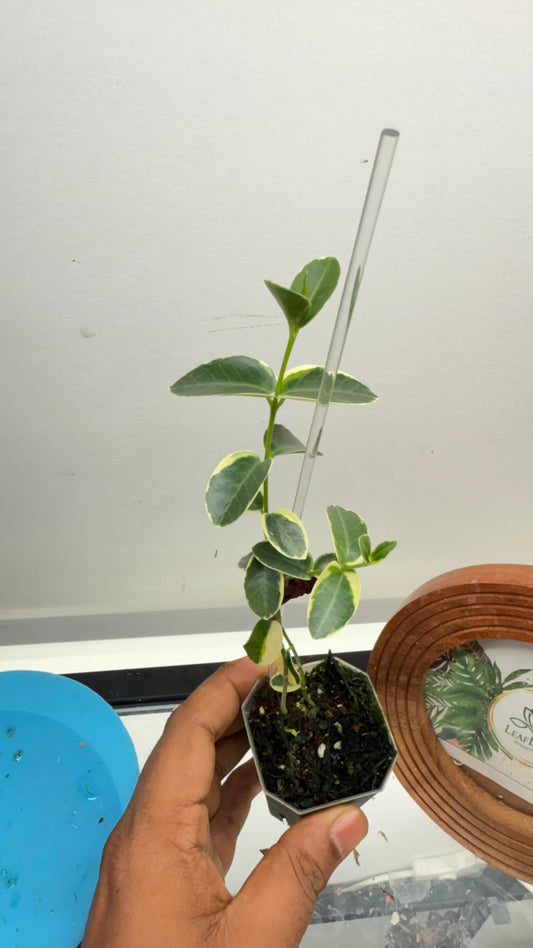 Hoya Cummingiana Albo Outer variegated/ 2 plants in pot