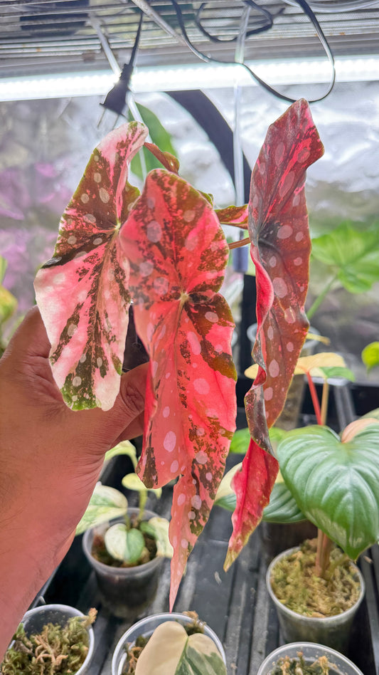 Begonia Maculata Pink Variegated