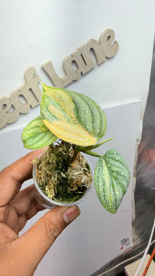 Philodendron Brandtianum variegated