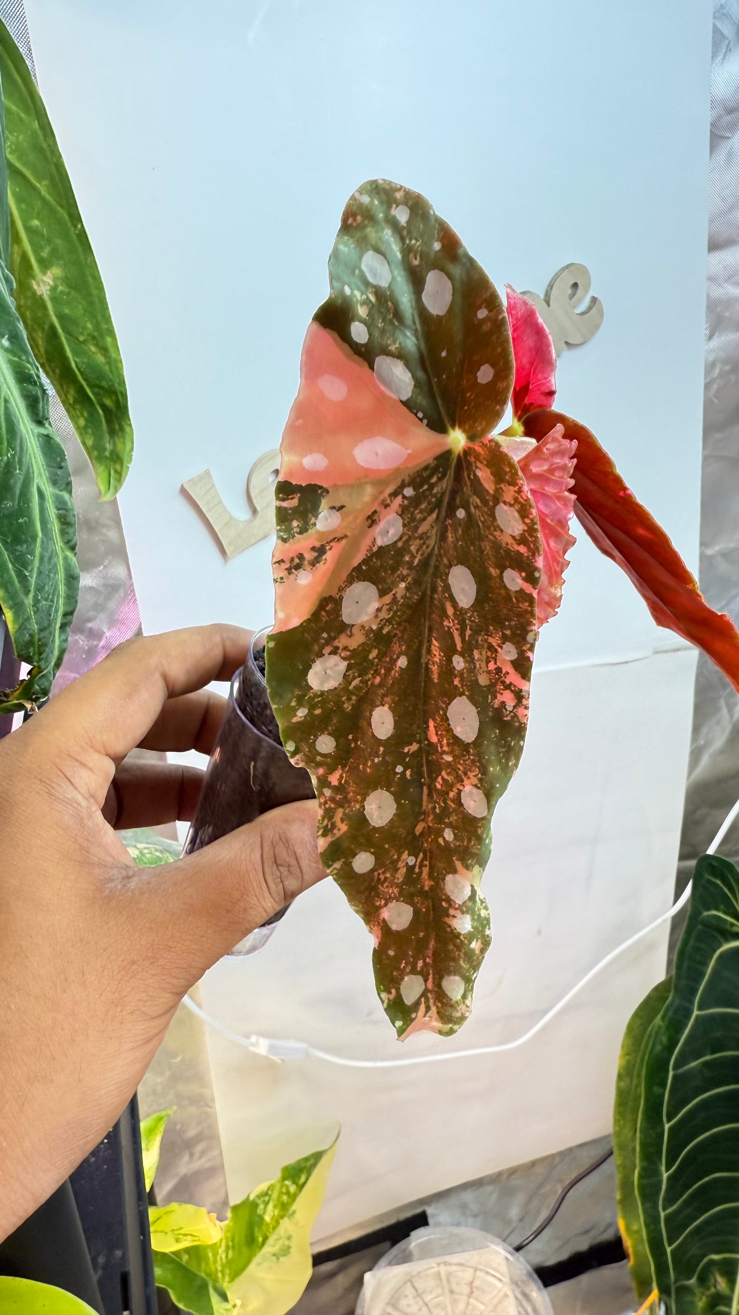 Begonia Maculata Pink Variegated