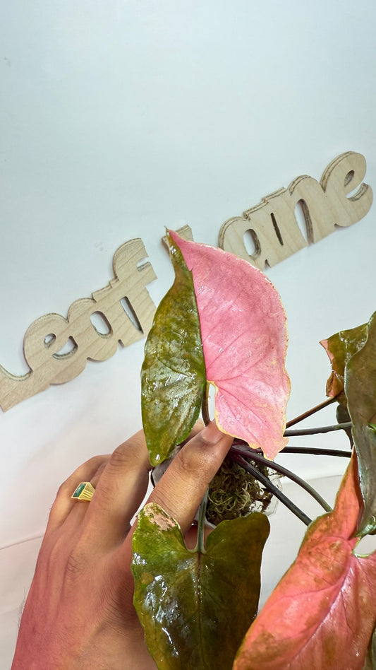 Syngonium 'Maria Allusion' Variegated