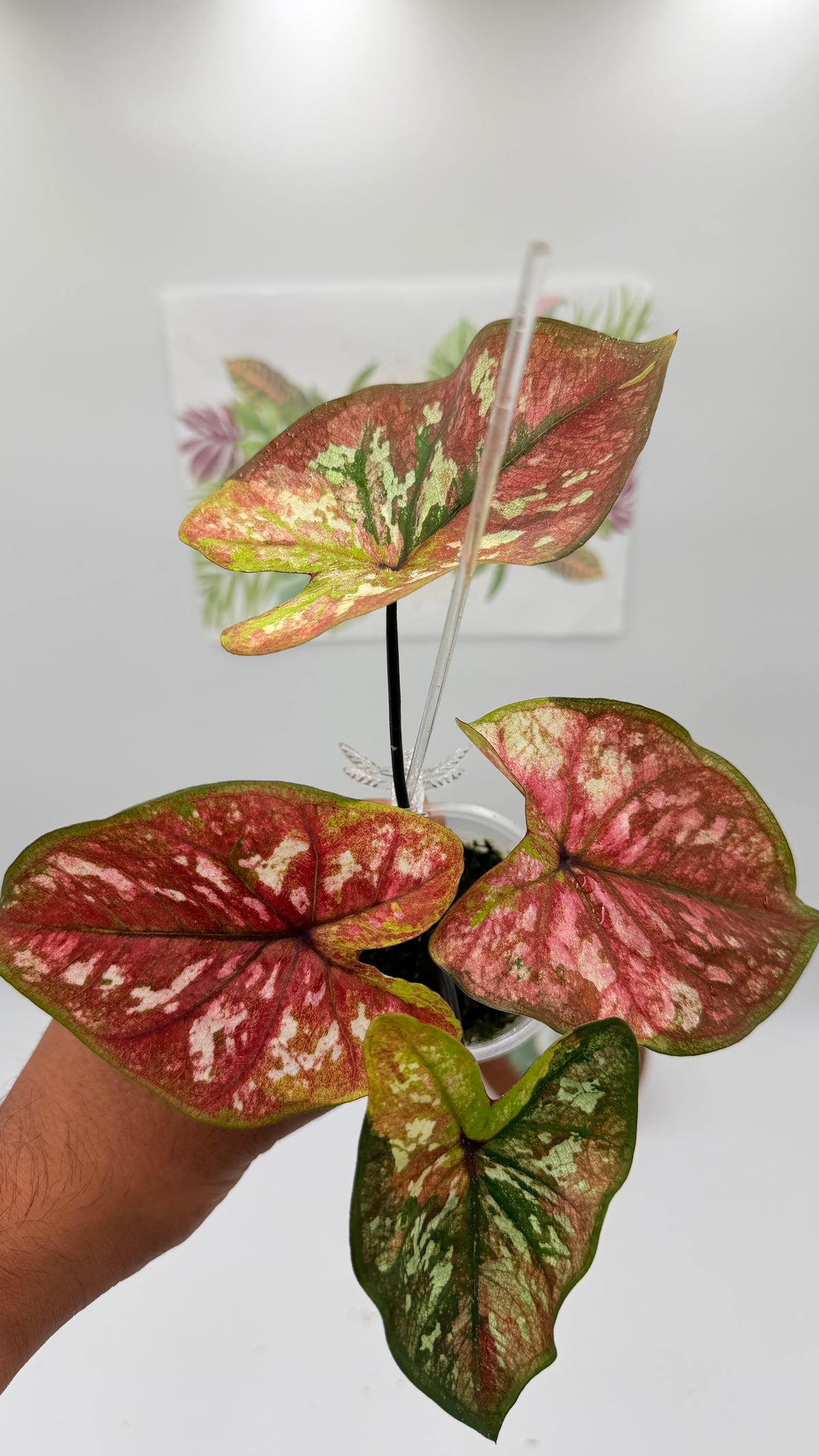 Caladium Variegated