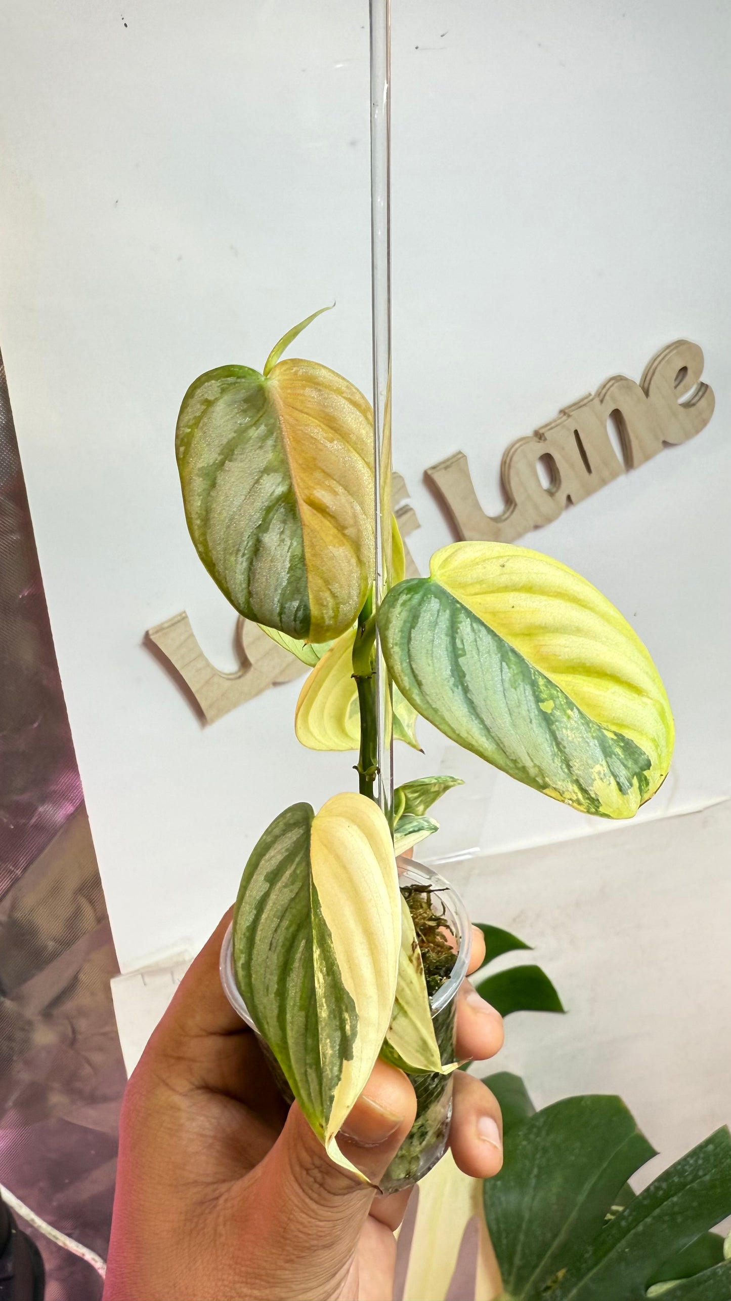 Philodendron Brandtianum Variegated - Exact Plant Ultra Rare