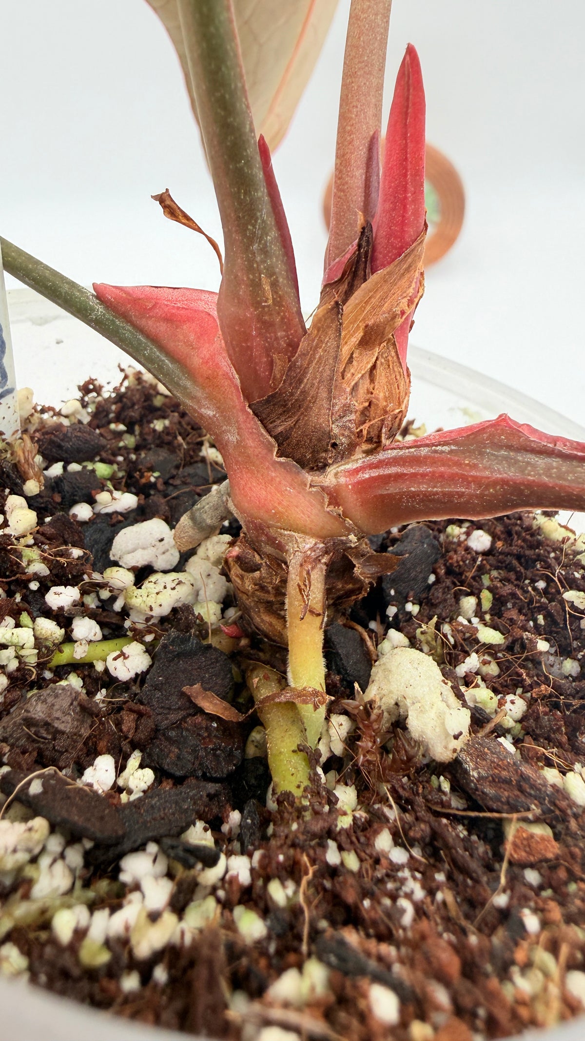Anthurium Red crystallinum x Crystallinum Variegated huge