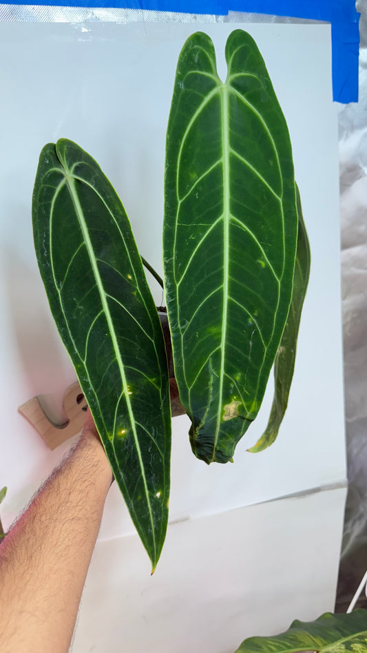 Anthurium warocqueanum