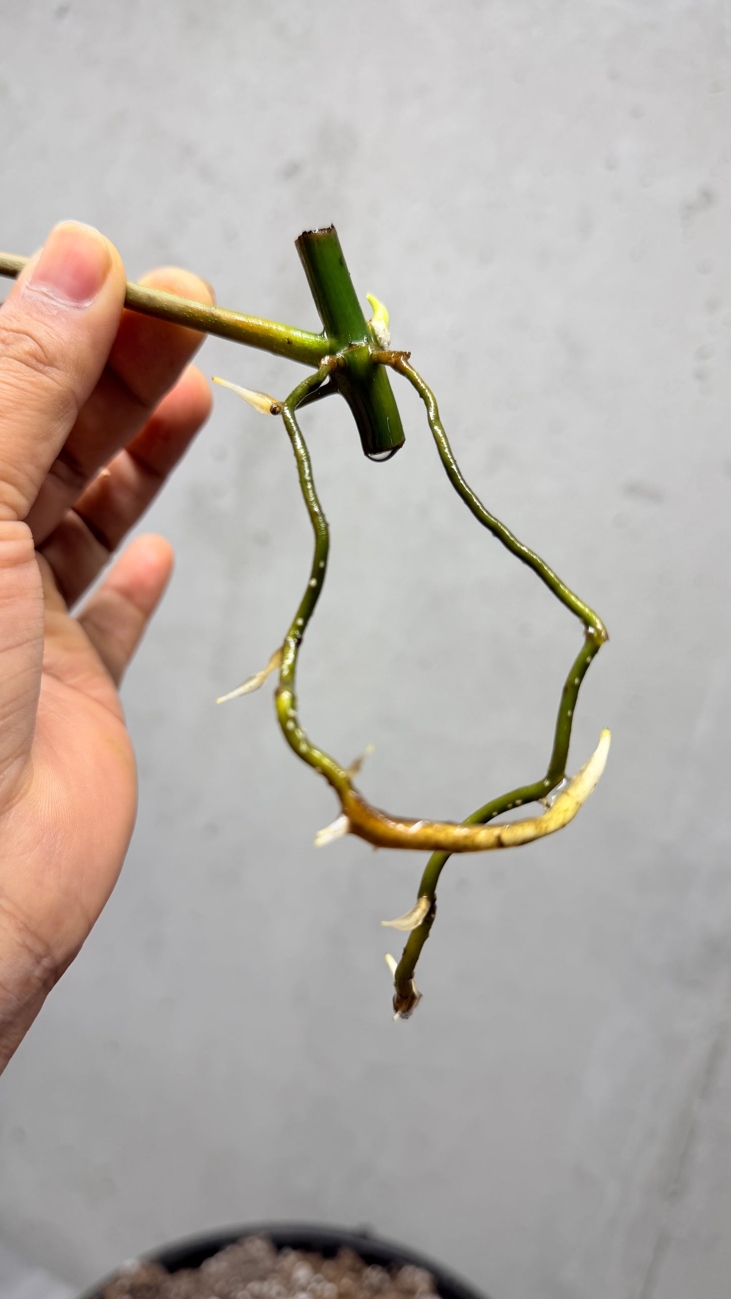 Philodendron Fiora (florida beauty x
mayoii x black billeitiae) | Rooted with New Growth