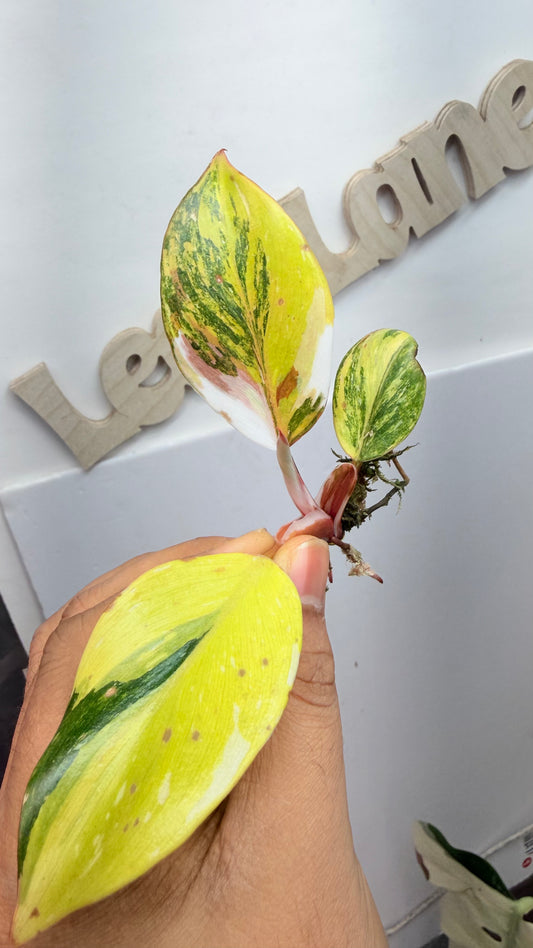 Philodendron ‘Skittles’ (White Knight Multicolor) Rooted