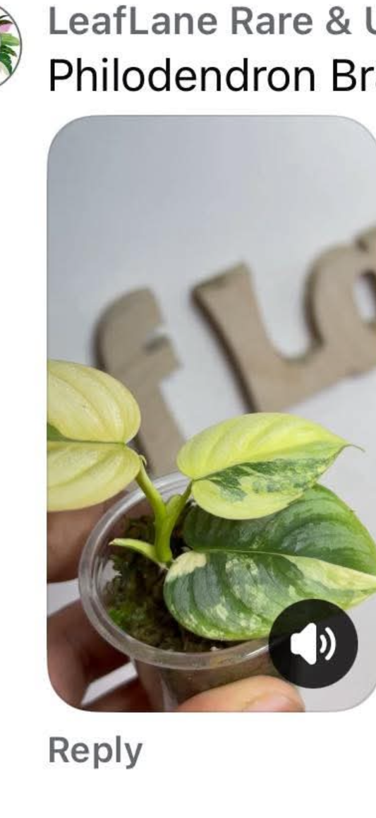 Philodendron Branditianum var