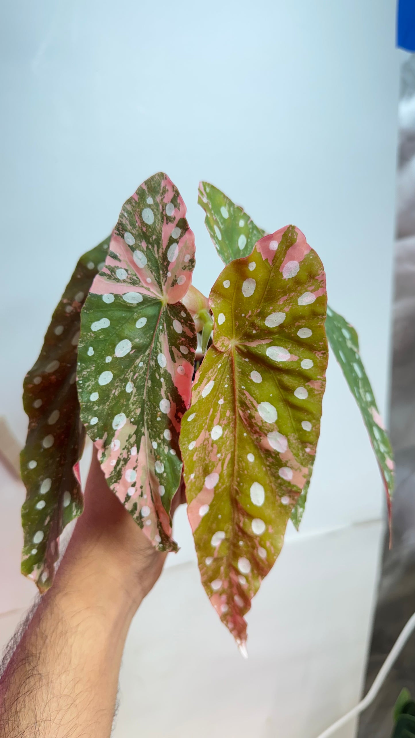 Begonia Maculata Pink Variegated