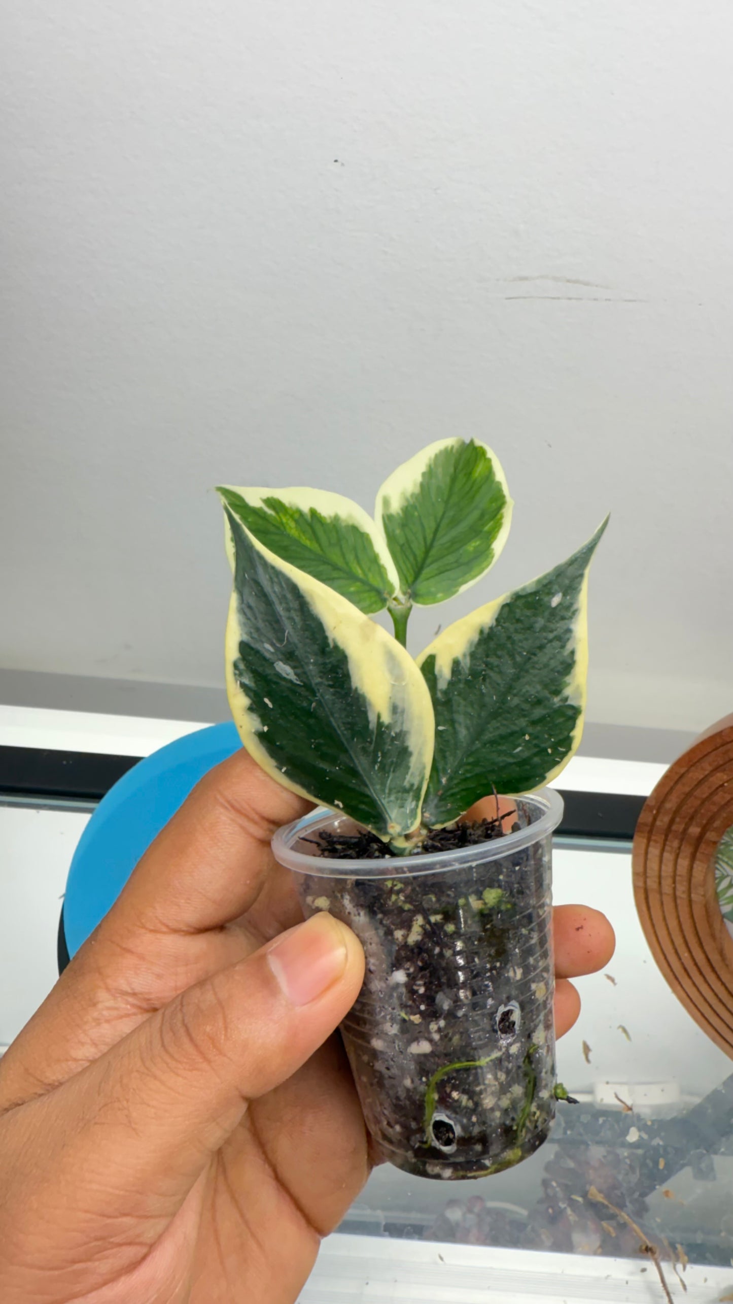 Hoya Polyneura Albomarginata Outer Variegated / Mermaid Tail / Fish tail