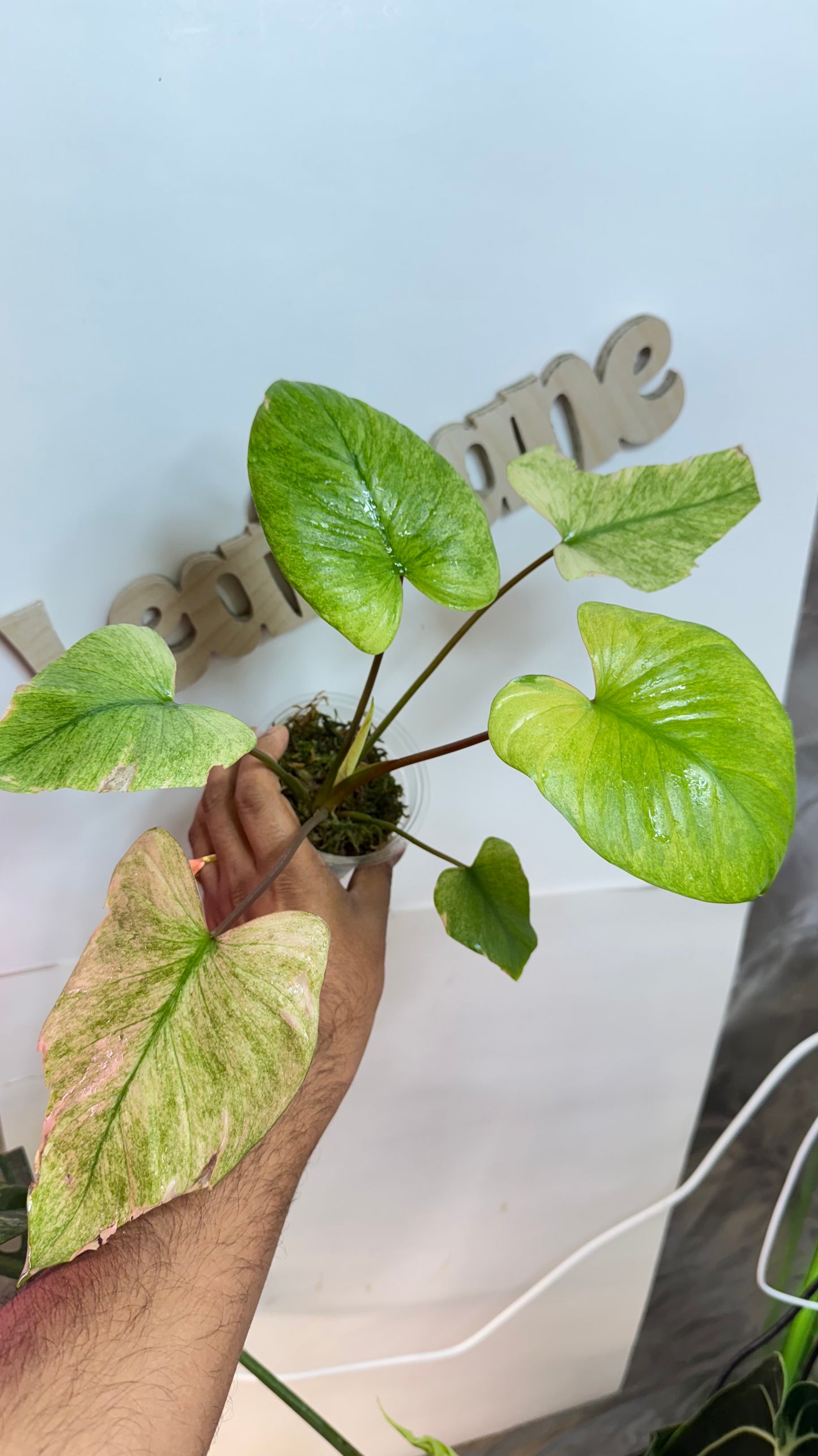 Homalomena Rubescens Variegated Mint with Pink undertones