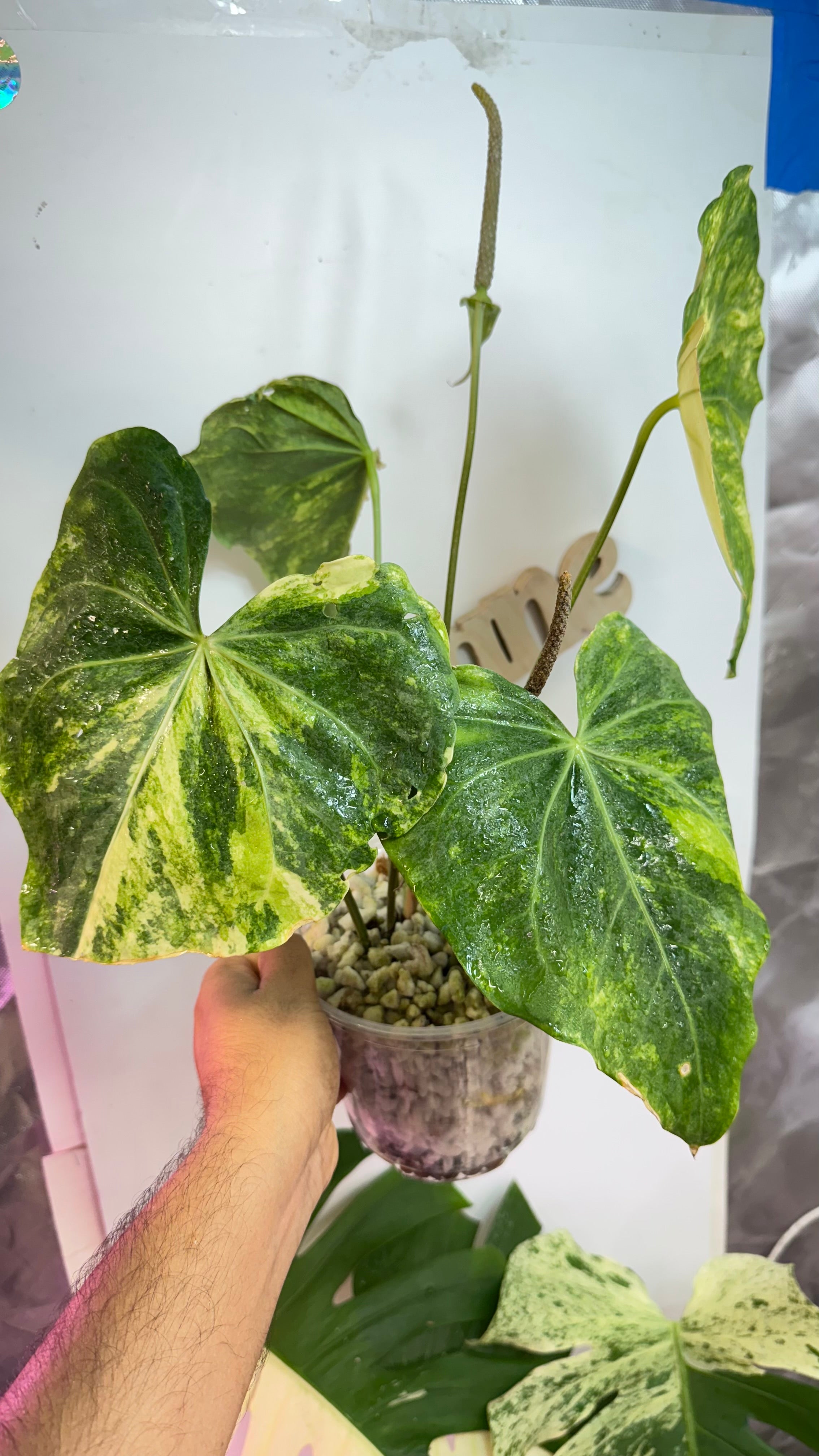 その他観葉植物 Anthurium pterodactyl variegated 7E98C259-2C99-4EC9-94A7-
