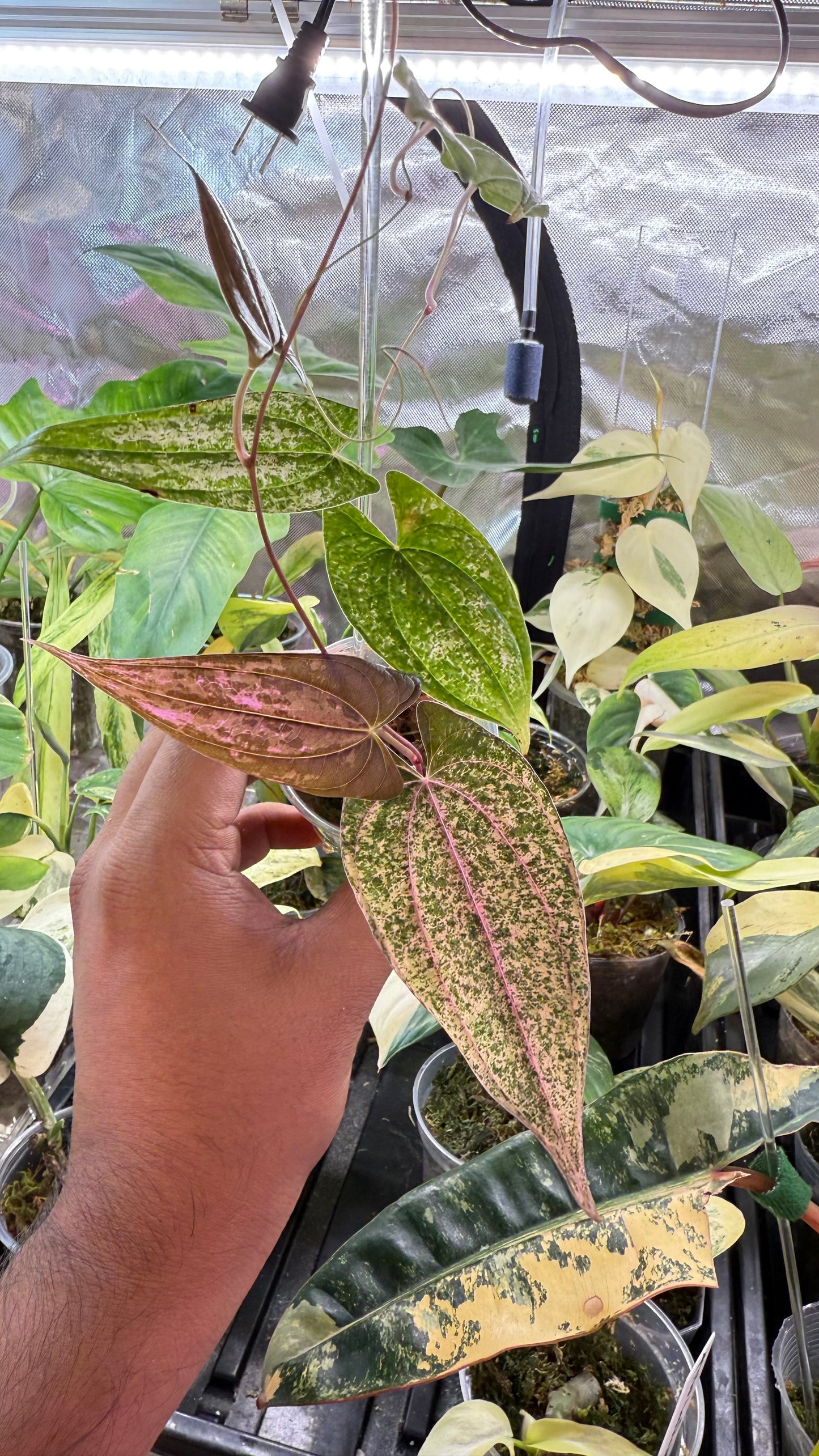 Discorea Pink Pixel Variegated🌿Please Choose Next day air shipping🌿