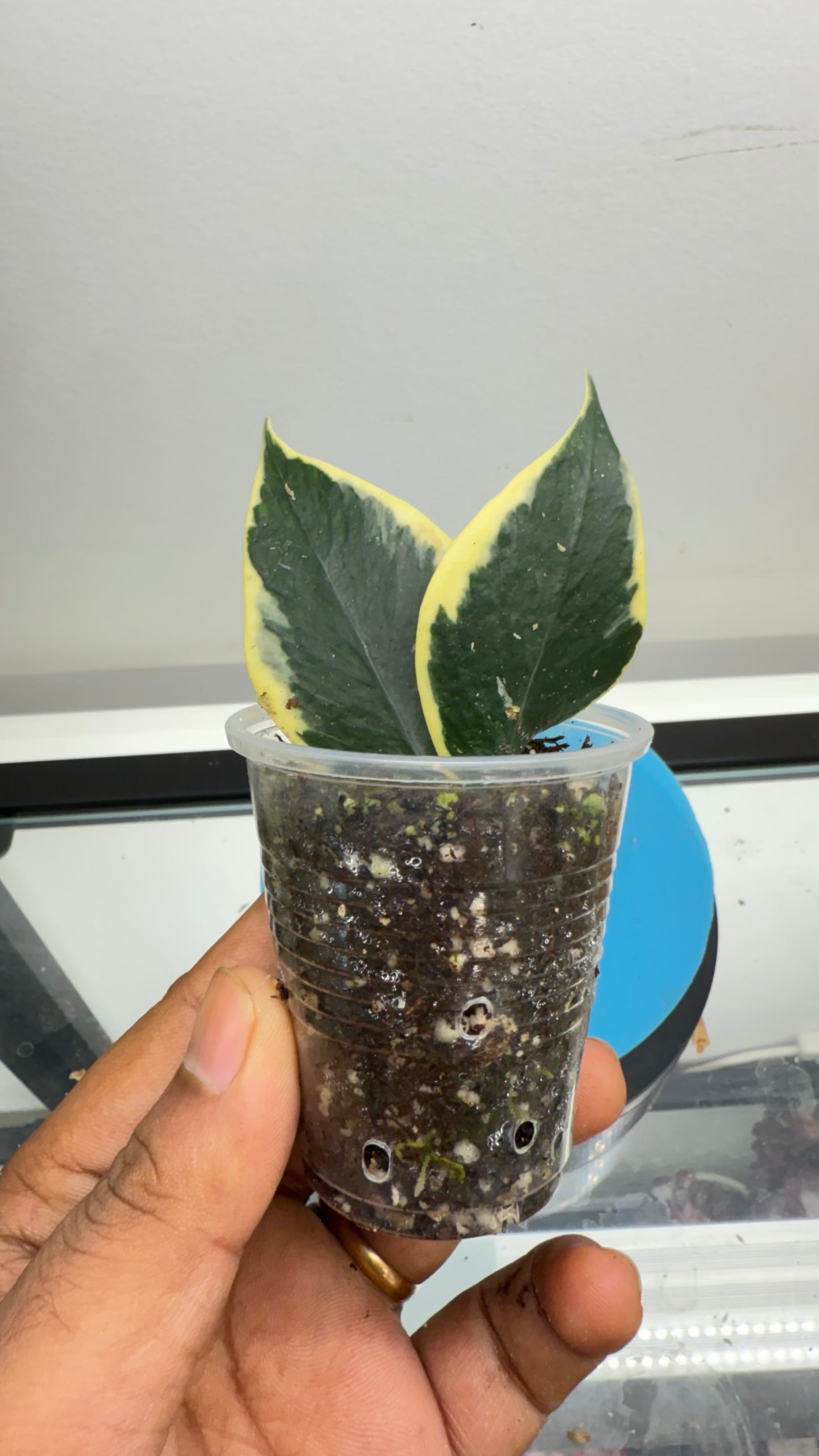 Hoya Polyneura Albomarginata Outer Variegated / Mermaid Tail / Fish tail