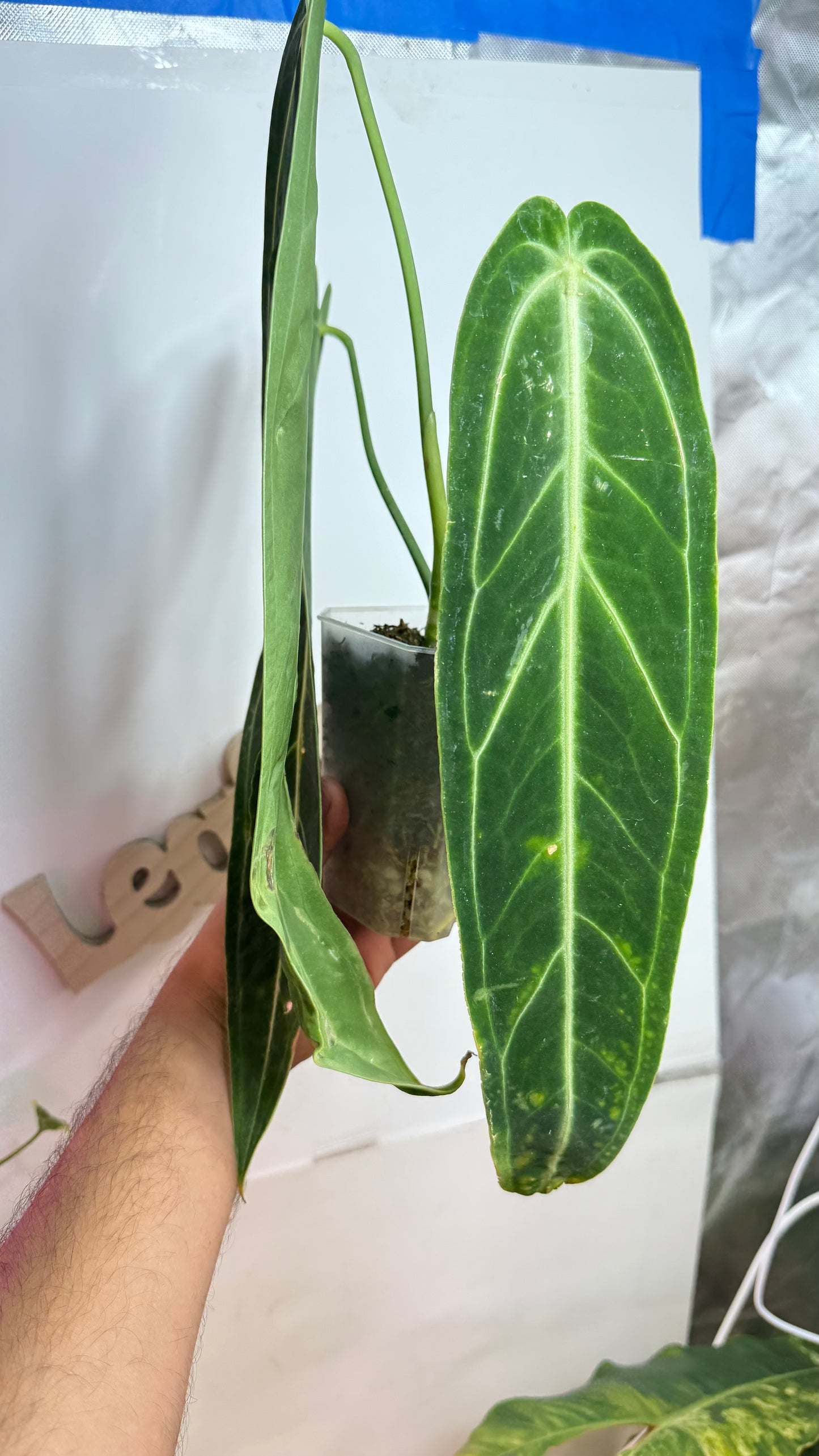 Anthurium warocqueanum