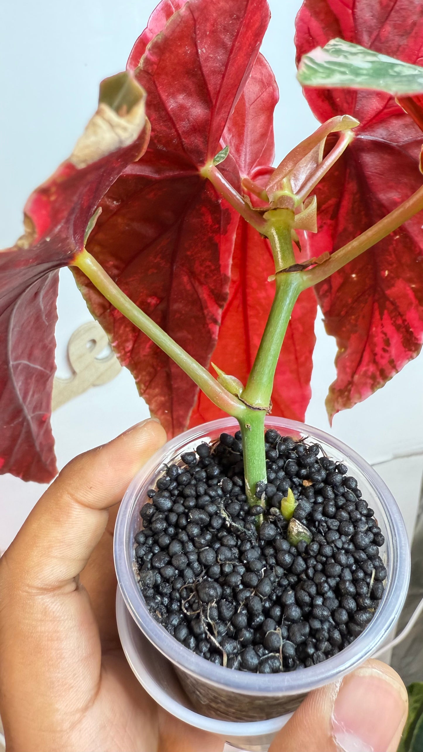 Begonia Maculata Pink Variegated