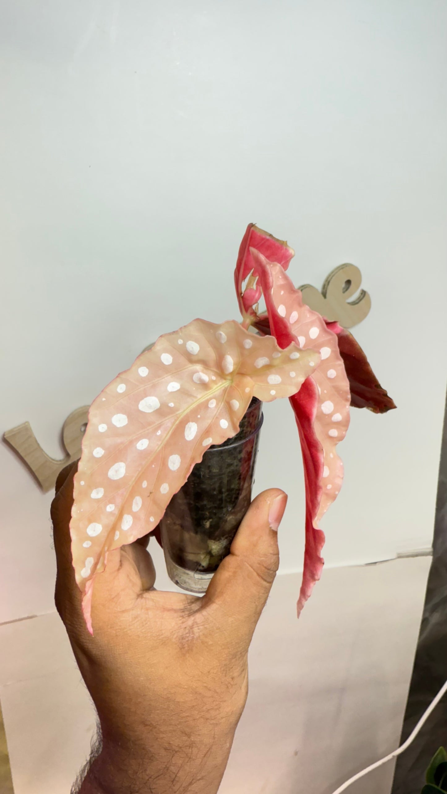 Begonia Maculata Pink Variegated