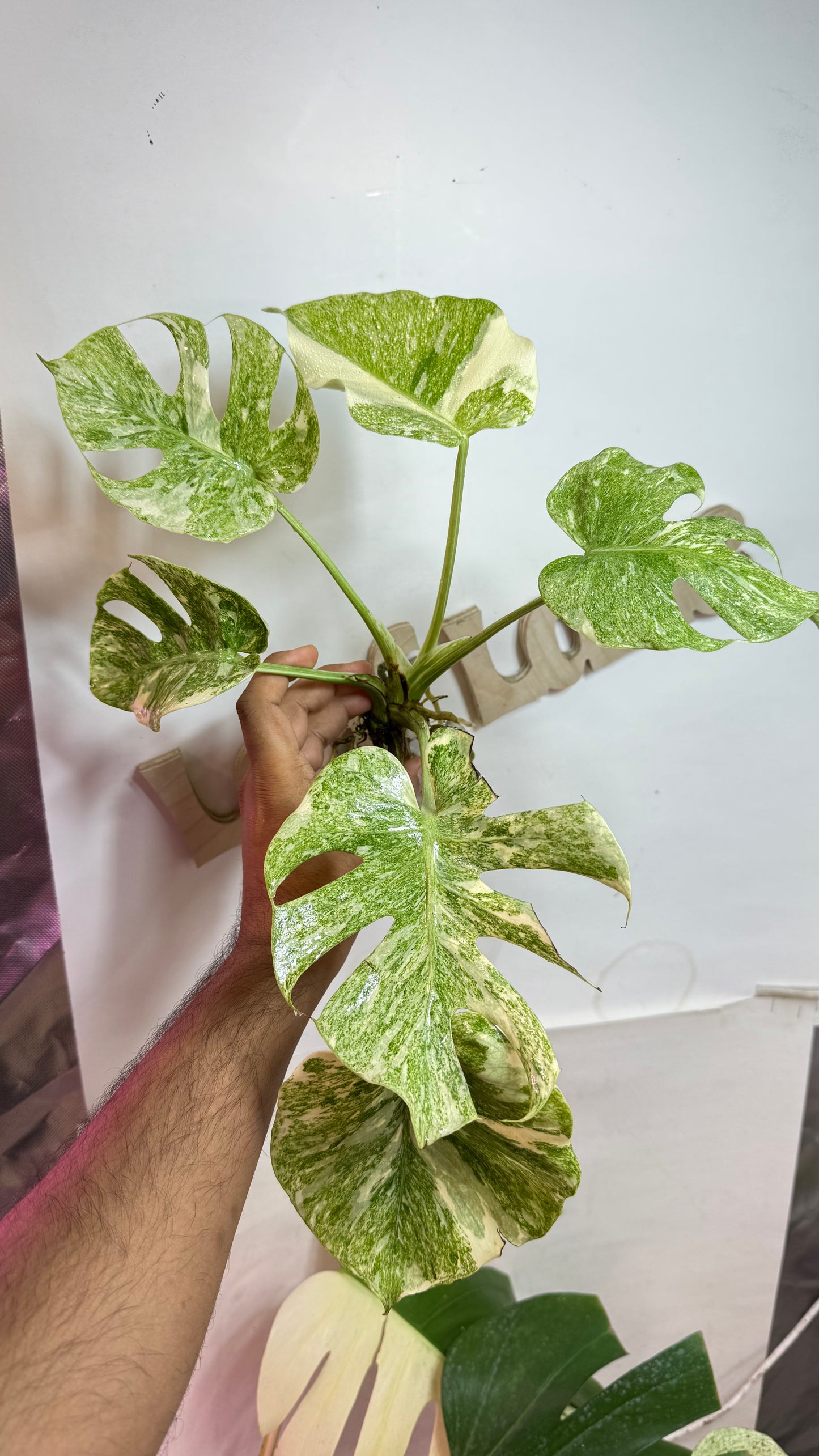 Monstera Delisiosa 'Platinum' Variegated |7 th leaf soon | Rare Aroid