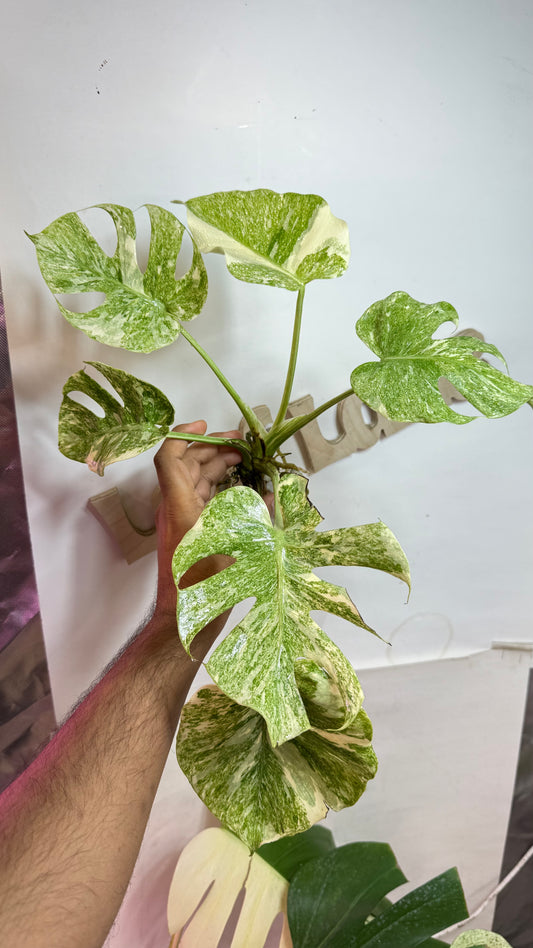 Monstera Delisiosa 'Platinum' Variegated |7 th leaf soon | Rare Aroid