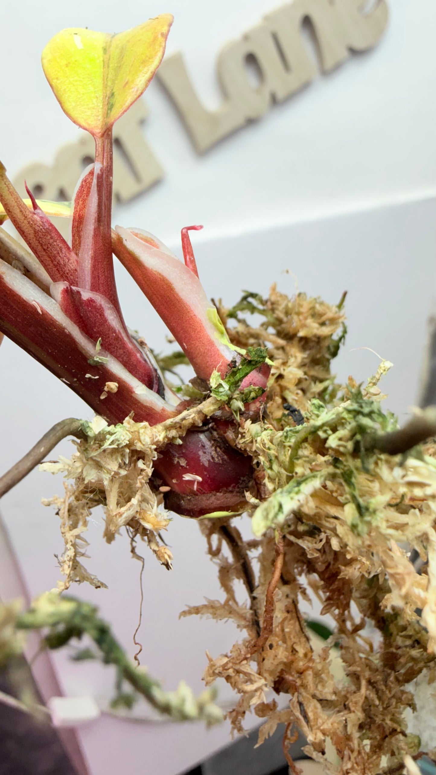 Philodendron ‘Skittles’ (White Knight Multicolor) Rooted with 2 heads