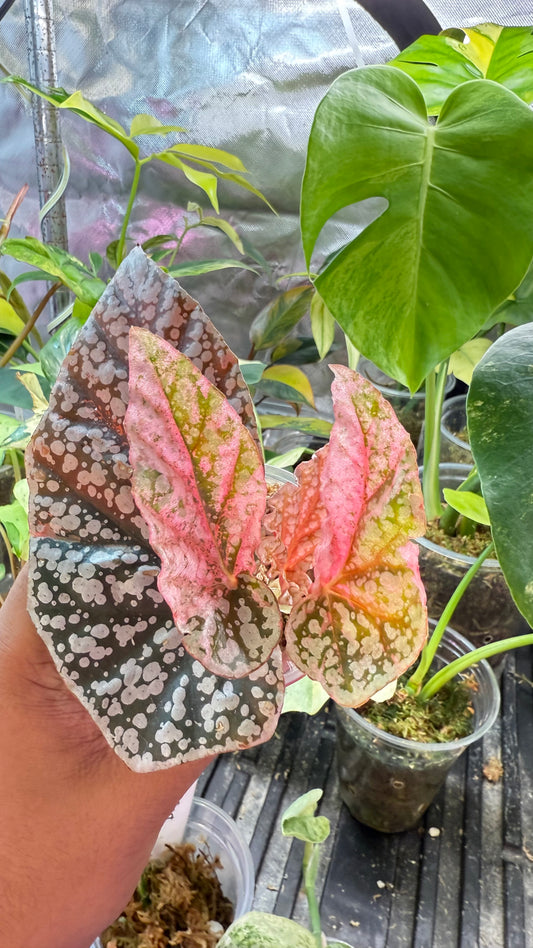 Begonia Snow Capped Variegated