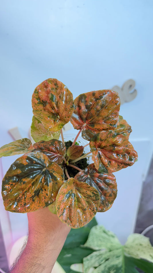 Peperomia Carnival Rare