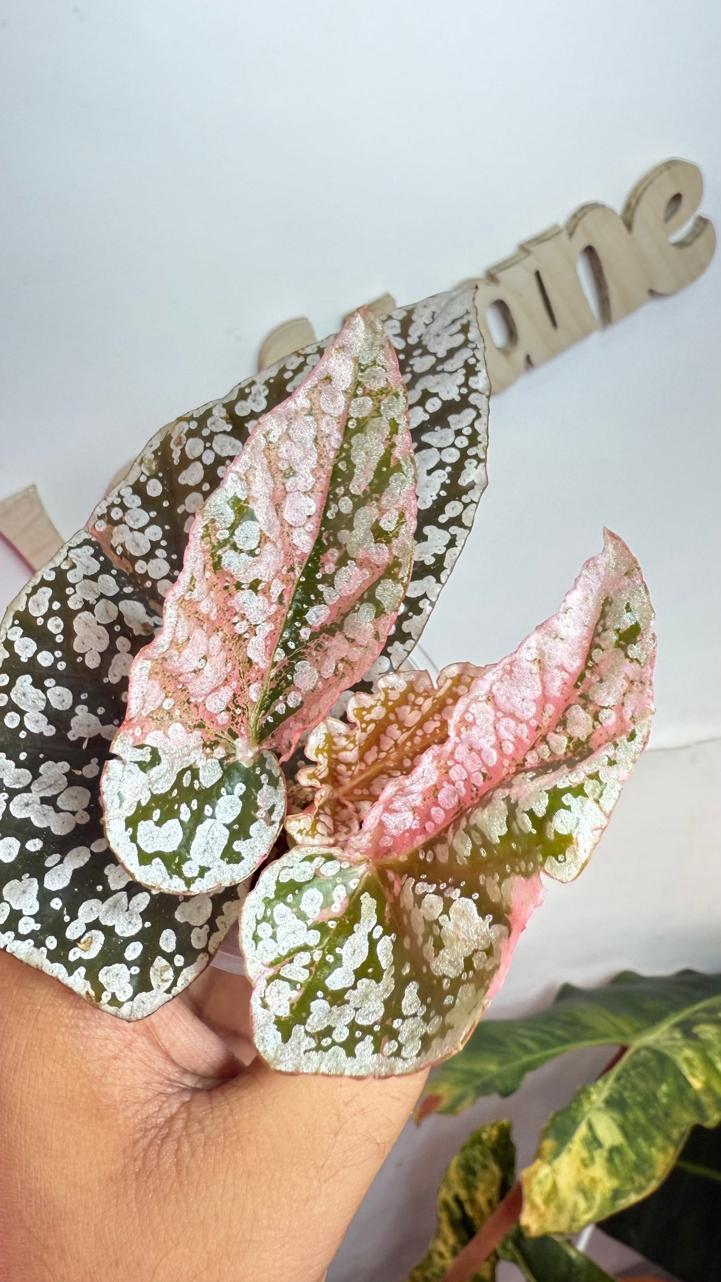 Begonia Snow Capped Variegated