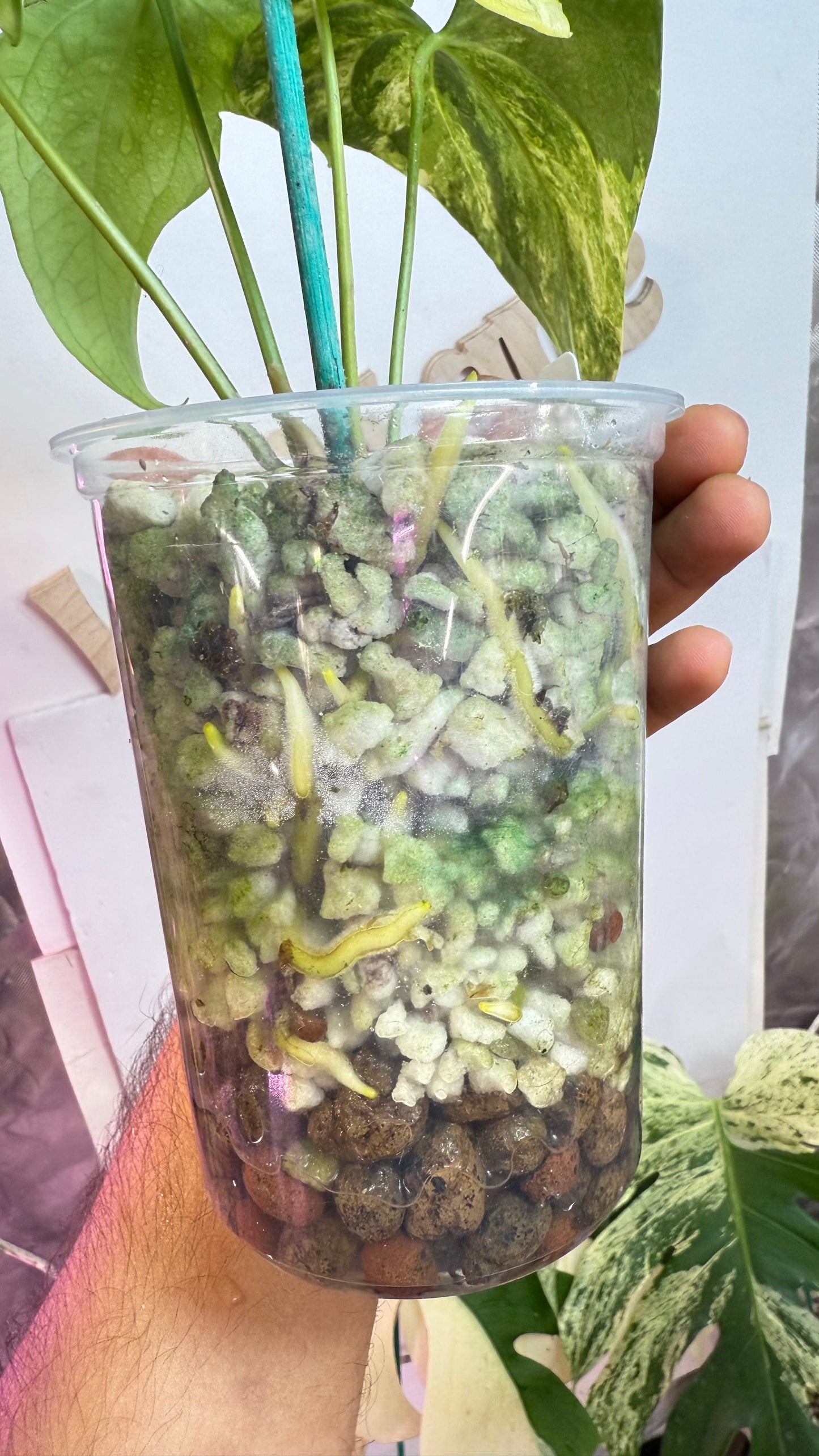 Anthurium Pterodactyl Variegated