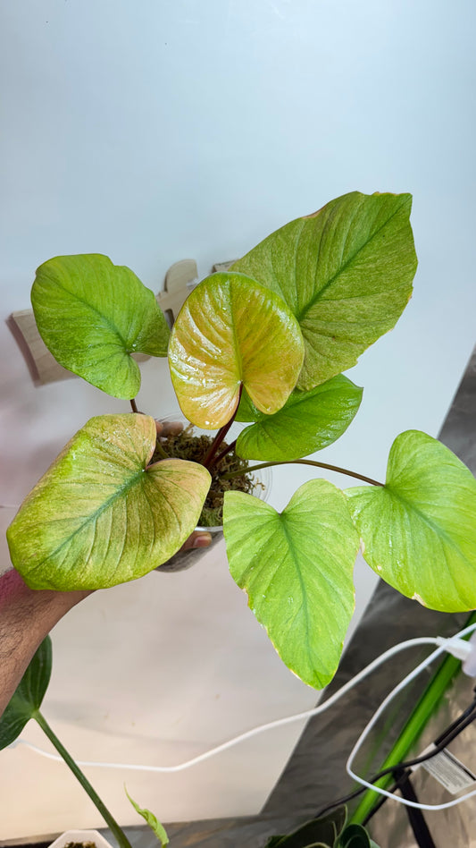 Homalomena Rubescens Variegated Mint with Pink undertones