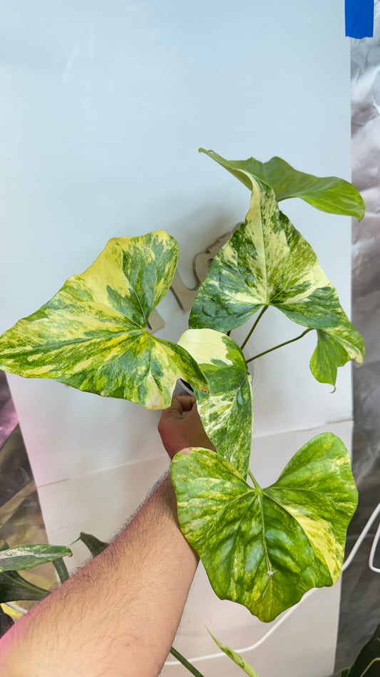 HUGE Anthurium Pterodactyl Variegated