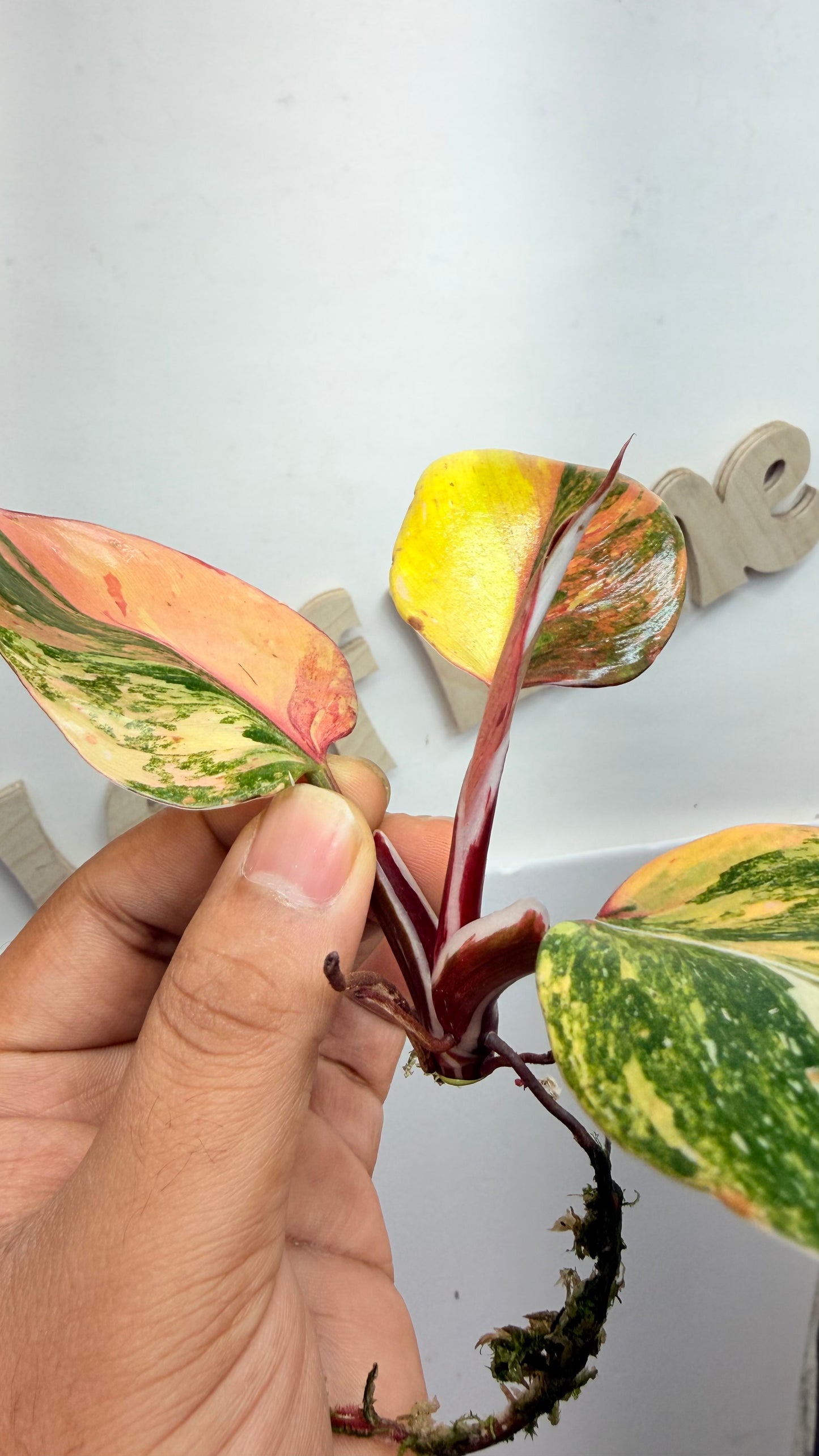 Philodendron ‘Skittles’ (White Knight Multicolor)