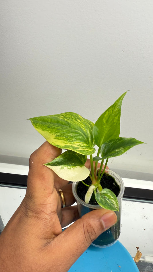 Anthurium Pink Candy Hookeri from seed