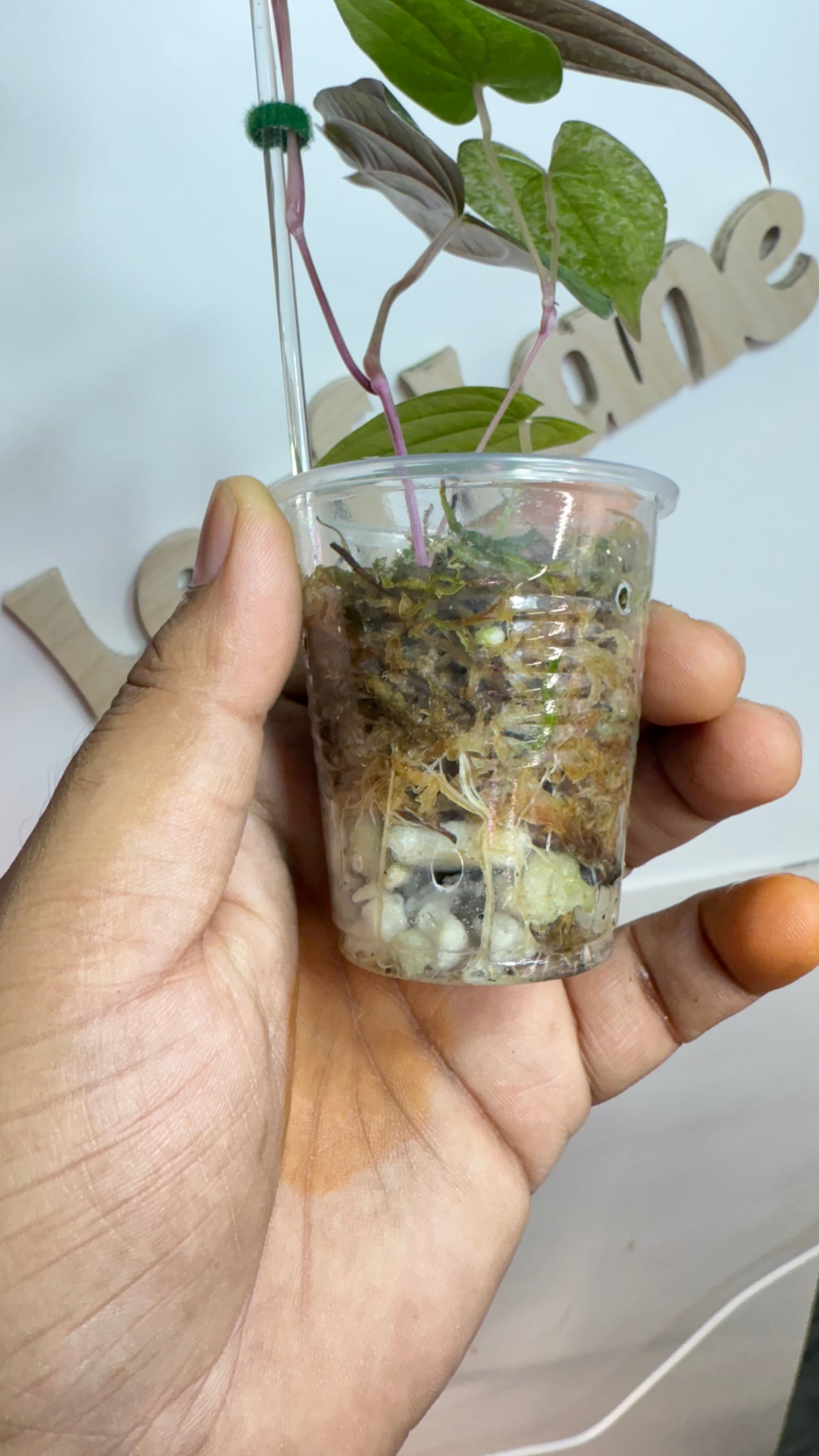 Discorea Pink Pixel Variegated🌿Please Choose Next day air shipping🌿