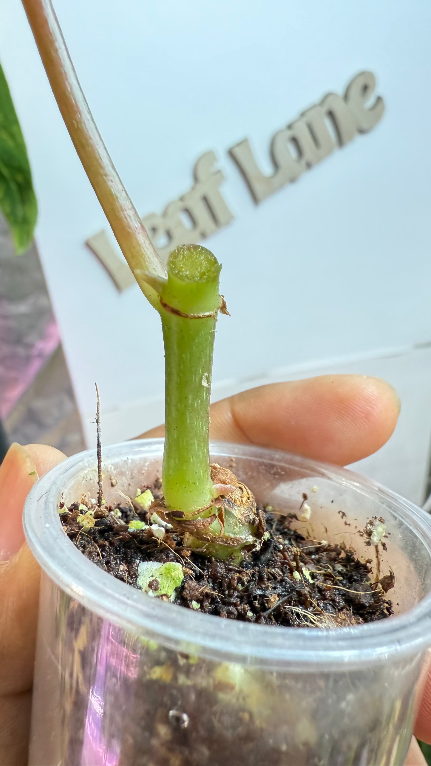 Begonia Maculata Pink Variegated butt with 2 growth points