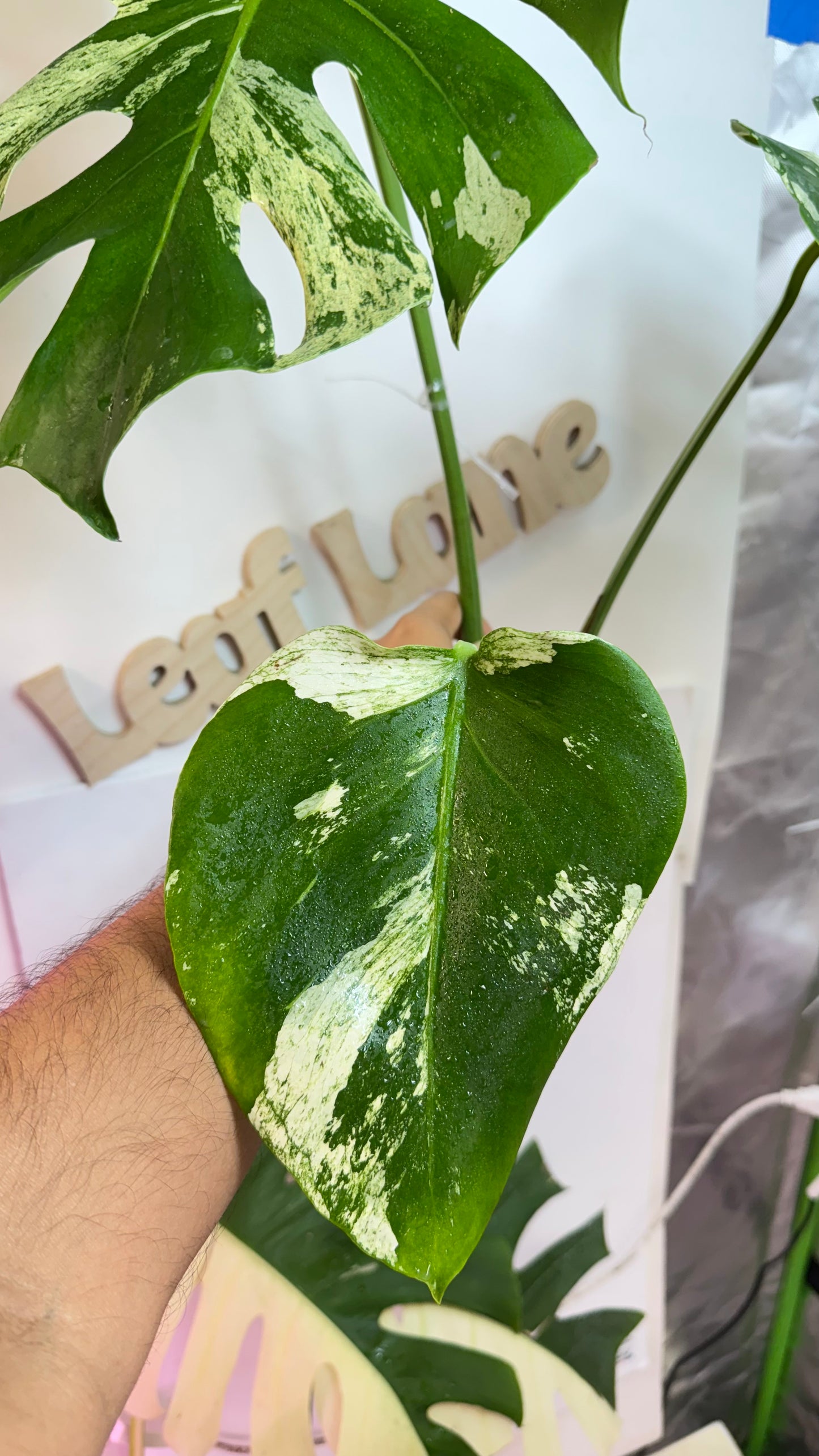 Huge Monstera Deliciosa “White Tear”