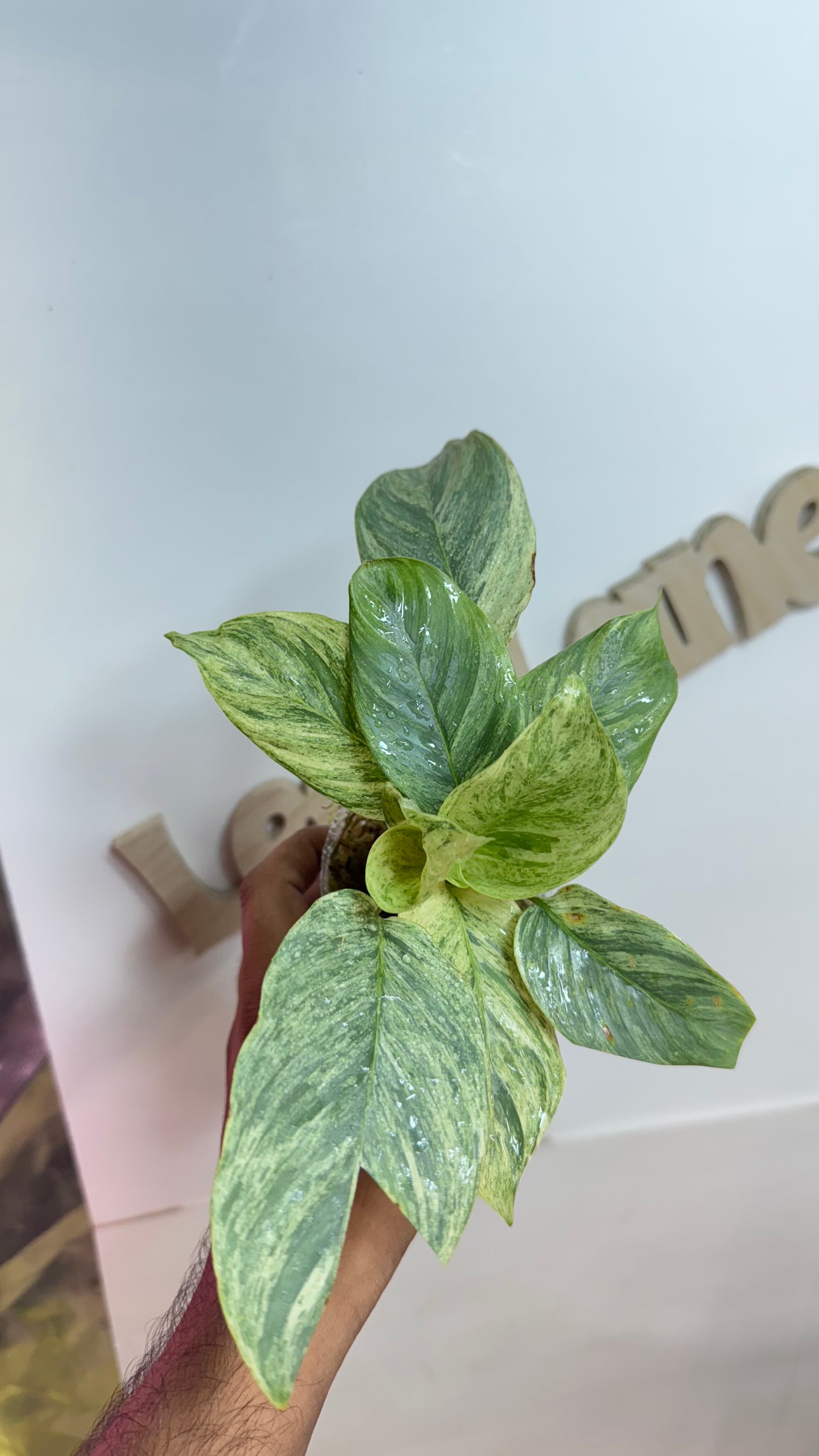 Calathea sp Borneo Variegated