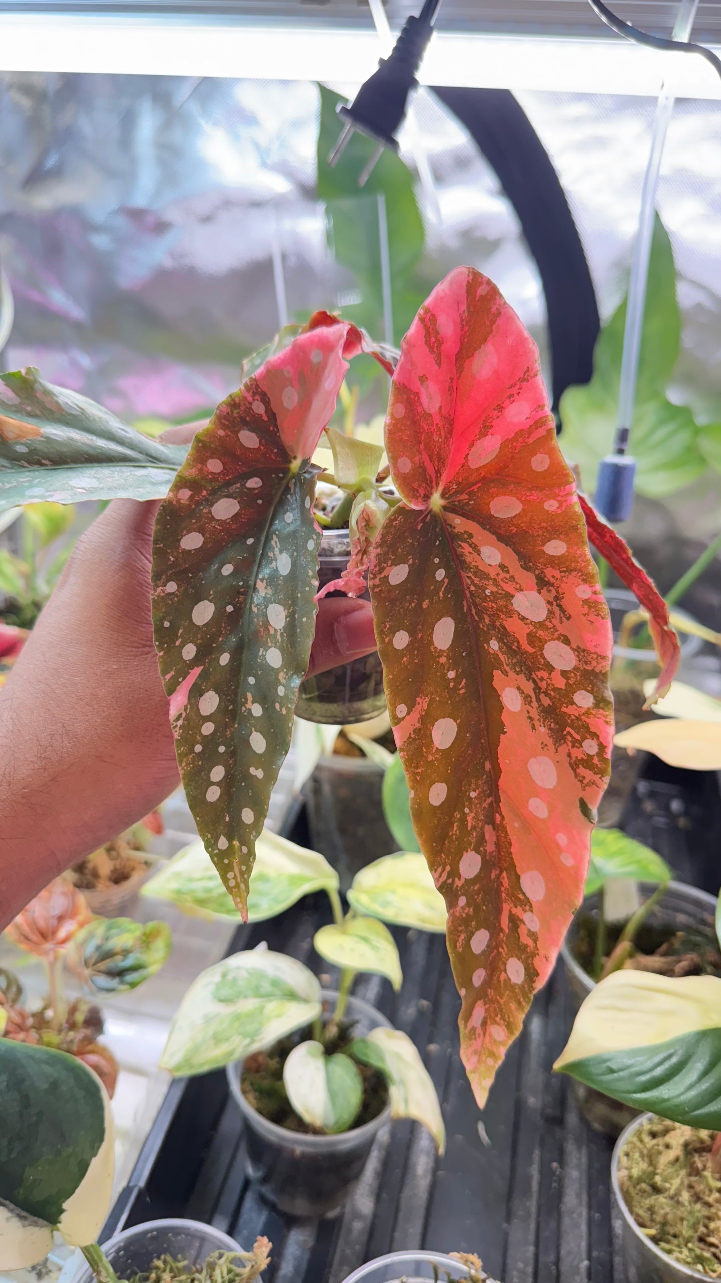 Begonia Maculata Pink Variegated