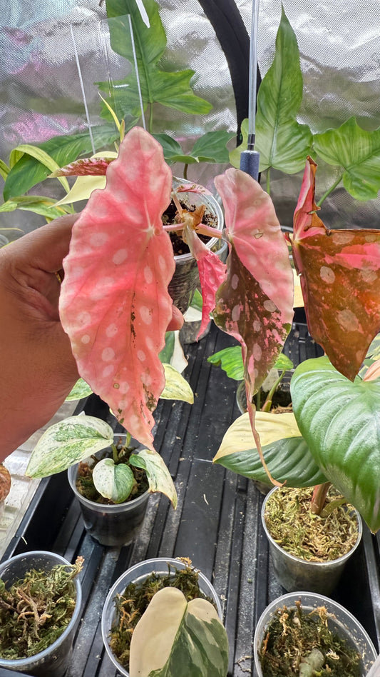Begonia Maculata Pink Variegated