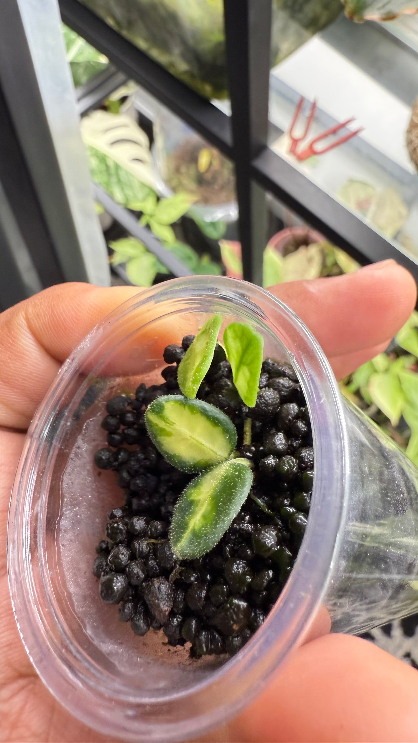 Hoya tengchongensis Variegated