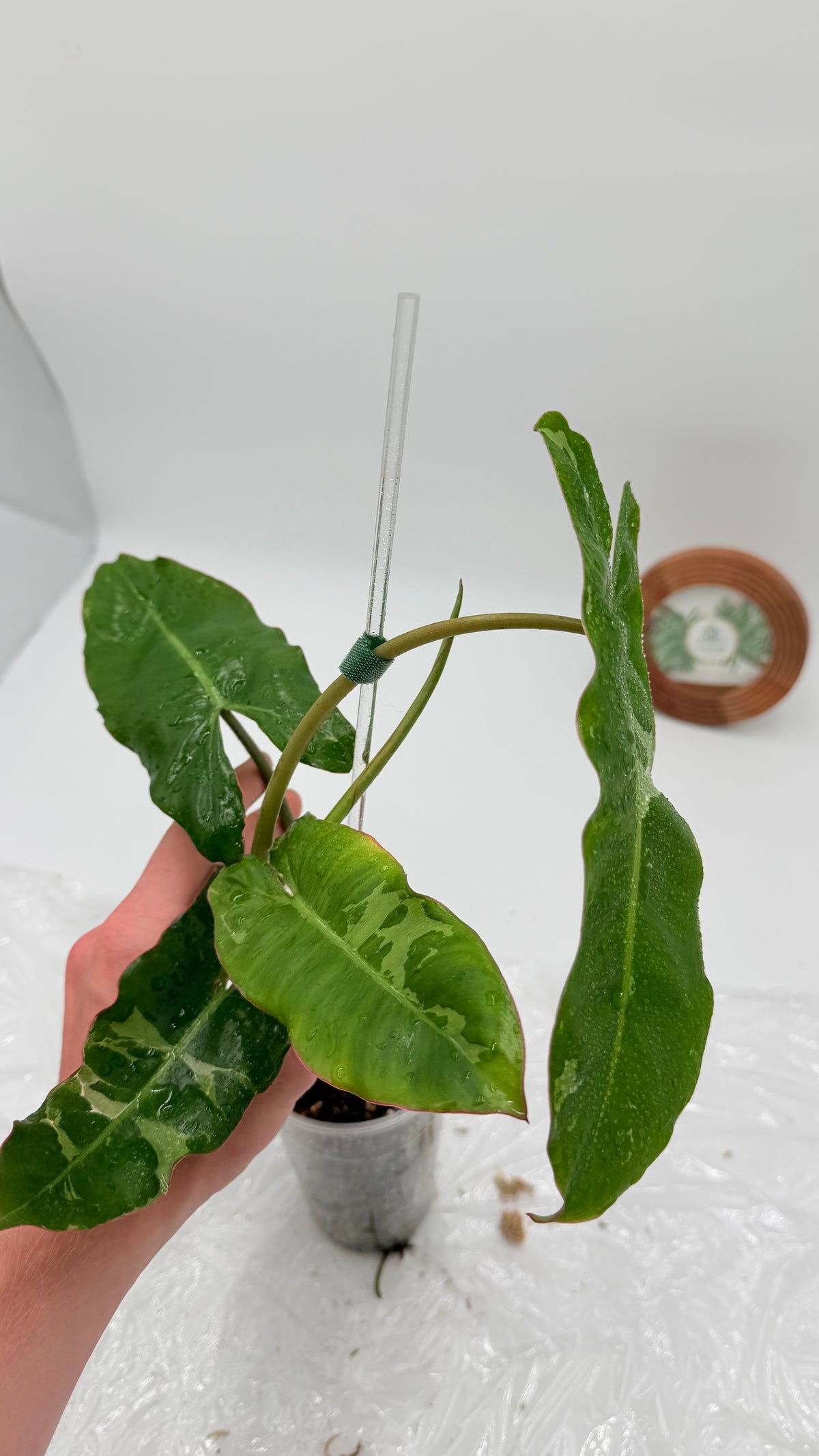 Philodendron Paraiso Verde Albo Variegated Exact Plants