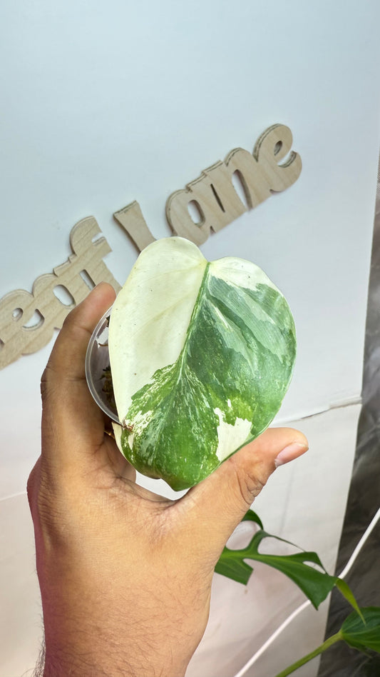 Philodendron Haderaceum HeartLeaf Albo