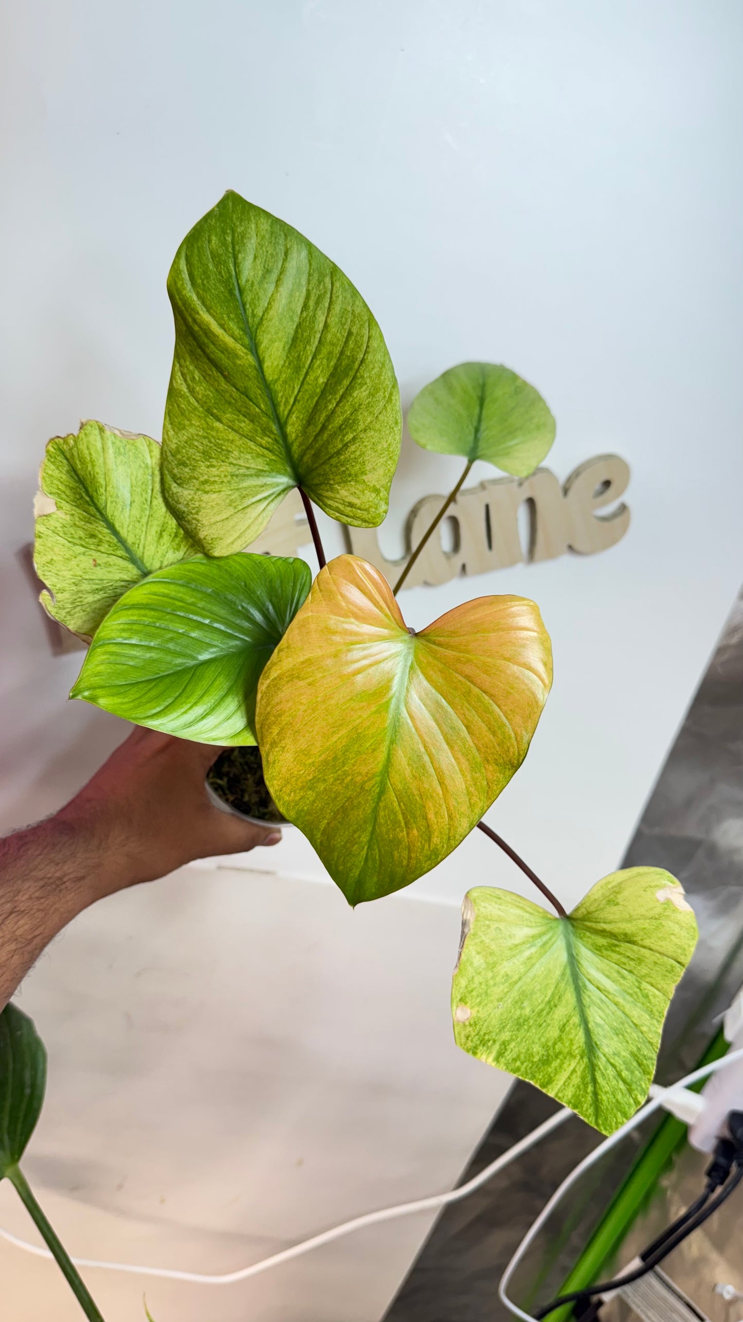 Homalomena Rubescens Variegated Mint with Pink undertones