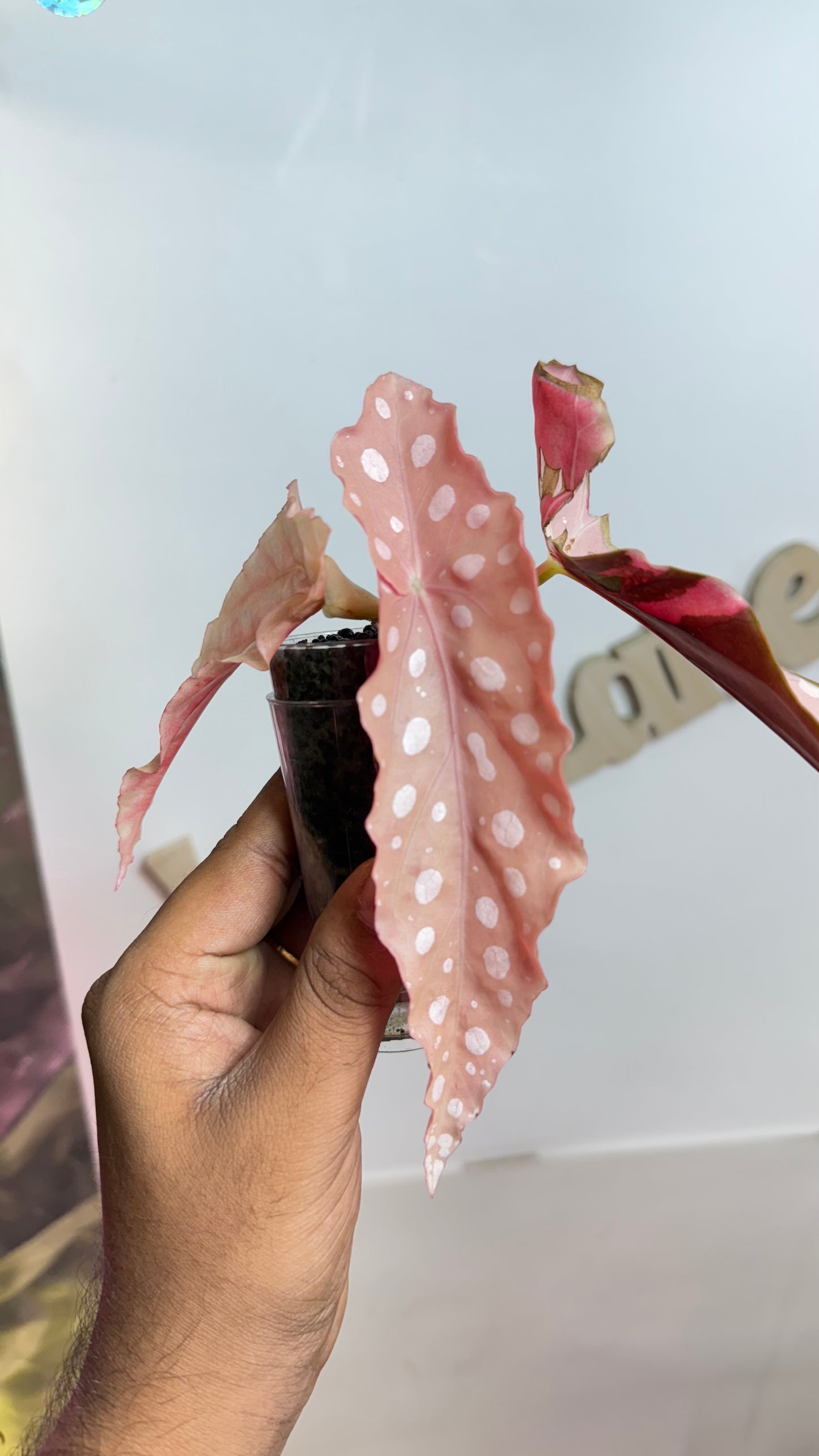 Begonia Maculata Pink Variegated