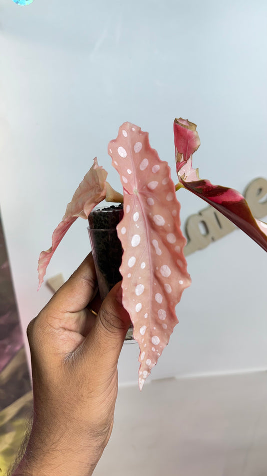 Begonia Maculata Pink Variegated