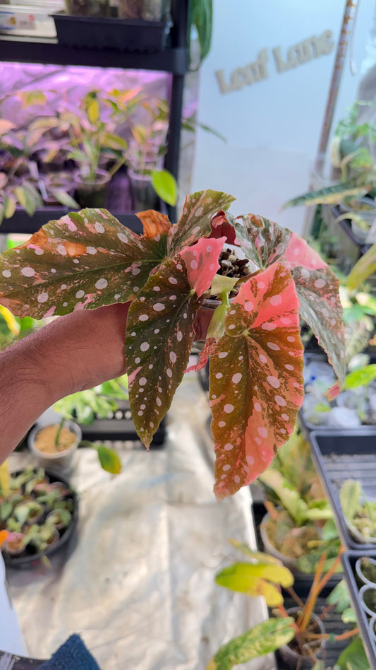 Begonia Maculata Pink Variegated